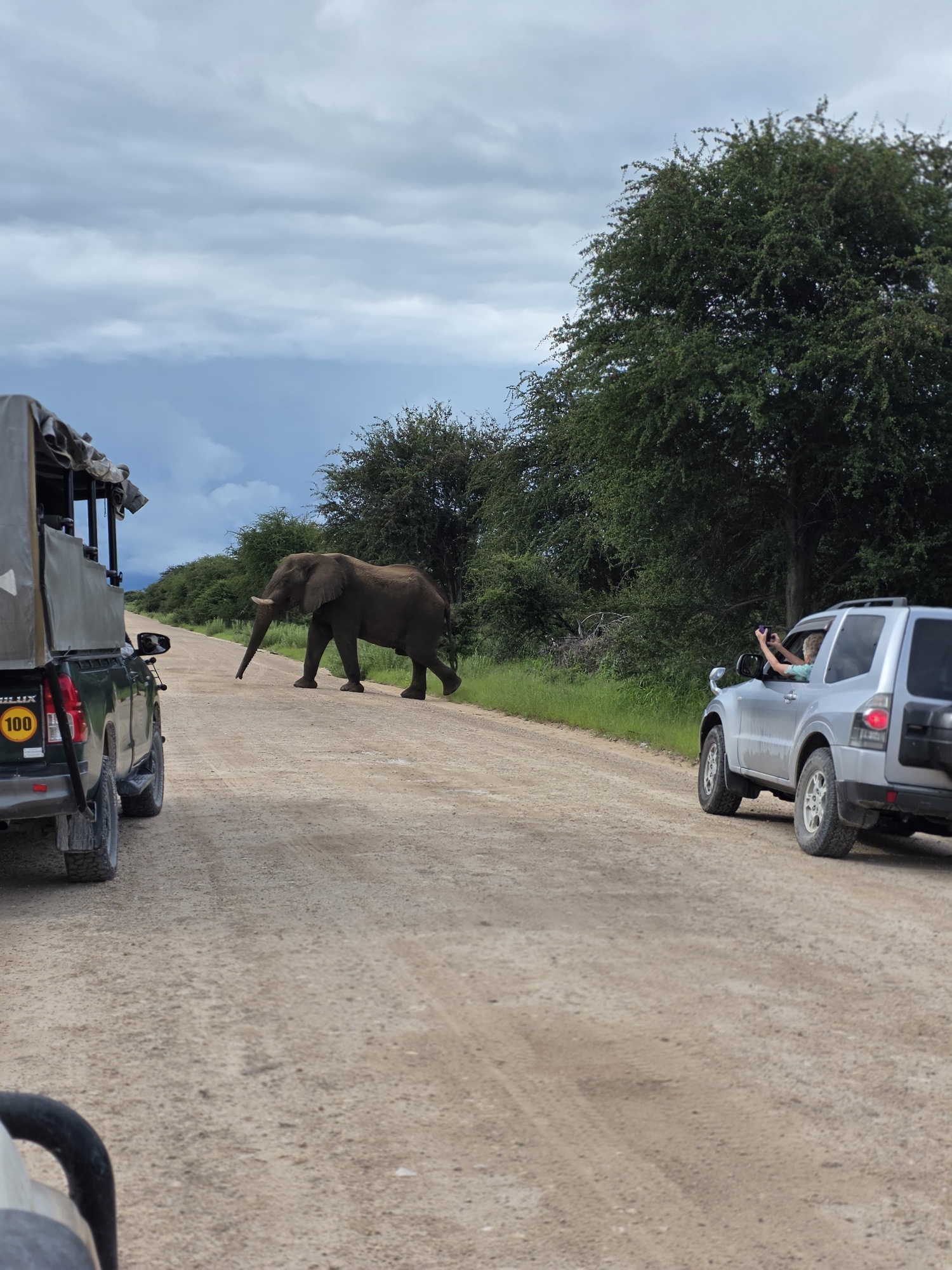 An elephant crossing a safari road between vehicles in Namibia
