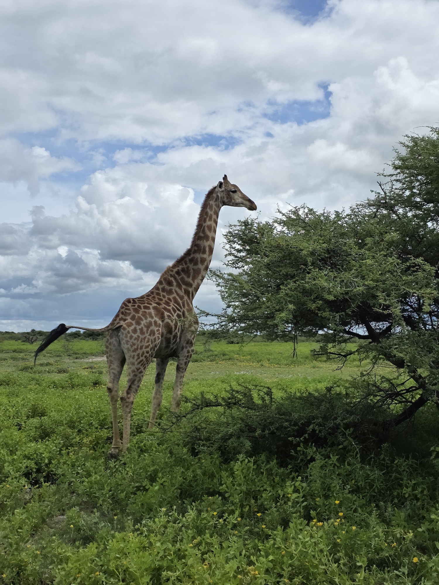 A giraffe standing among acacia trees in Namibia