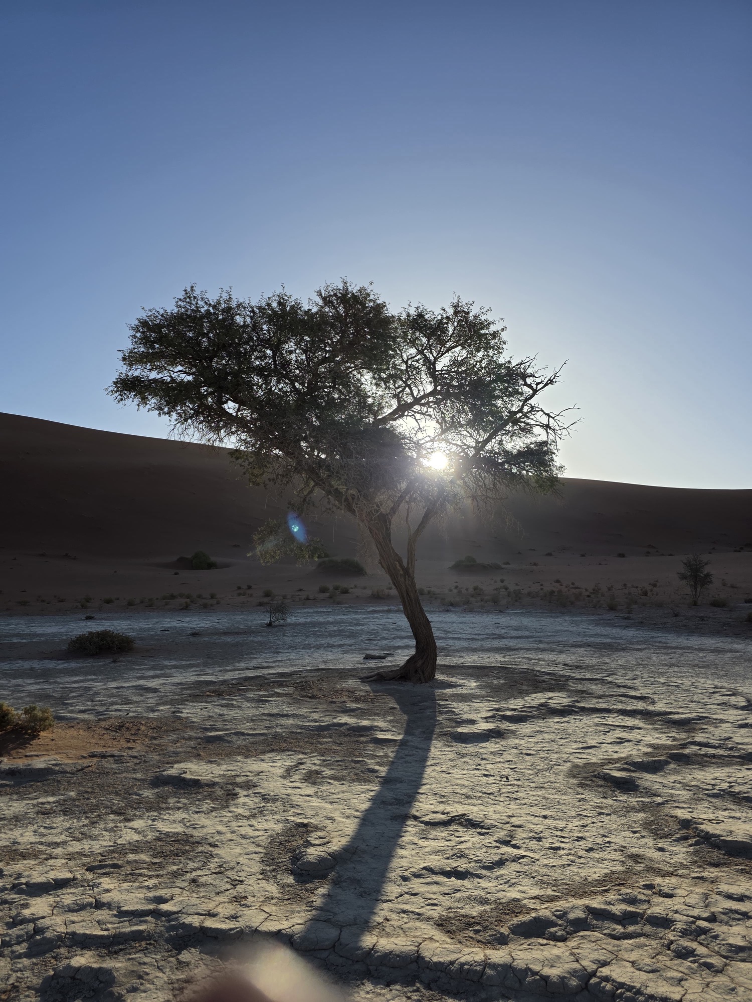 A lone tree casting a long shadow beside the dunes of Namibia